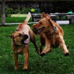 dogs jumping