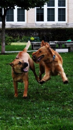 dogs jumping