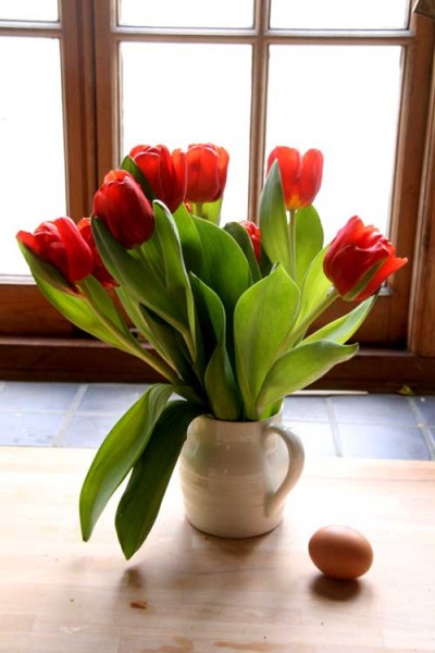 tulips-notesfromtheslushpile