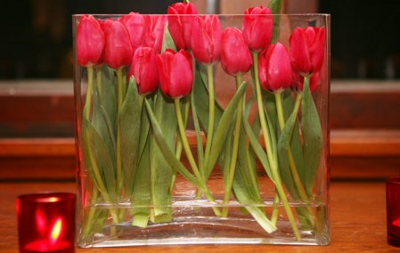 tulips-summerharshbotanicalartistry